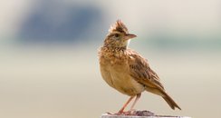 Lark