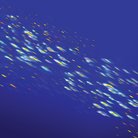 tavener oceanic motion