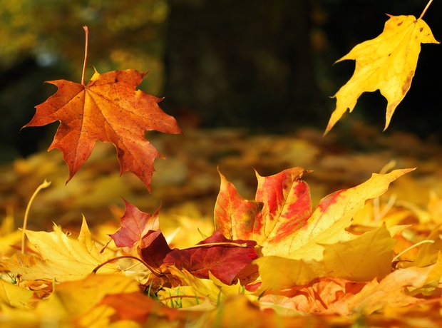 autumn leaves