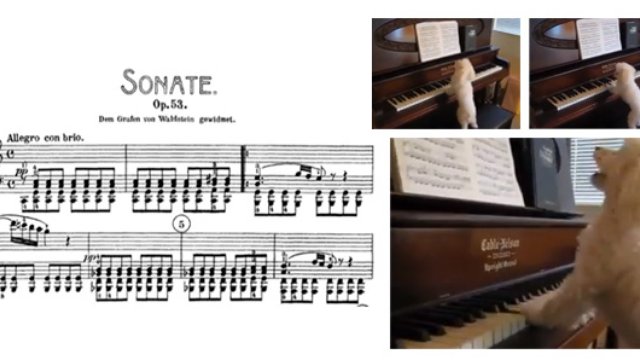 dog playing piano